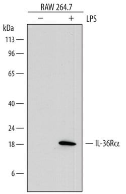 Invitrogen IL1F5 Monoclonal Antibody (759207) 100 &mu;g | Buy Online | Invitrogen&trade; | Fisher Scientific