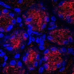 Invitrogen GKN1 Monoclonal Antibody (759821) 100 &mu;g; Unconjugated:Antibodies,