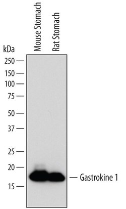 Invitrogen GKN1 Monoclonal Antibody (759821) 100 &mu;g; Unconjugated:Antibodies,
