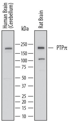 Invitrogen PTPRU Monoclonal Antibody (764209) 100 &mu;g; Unconjugated:Antibodies,