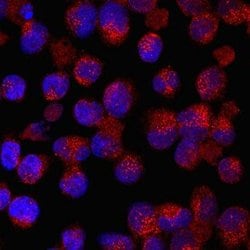 Invitrogen ANGPTL6 Monoclonal Antibody (766544) 100 &mu;g; Unconjugated:Antibodies,