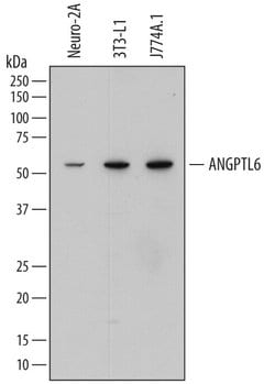 Invitrogen ANGPTL6 Monoclonal Antibody (766544) 100 &mu;g; Unconjugated:Antibodies,