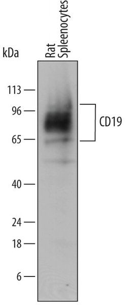 Invitrogen CD19 Monoclonal Antibody (771404) 100 &mu;g | Buy Online | Invitrogen&trade; | Fisher Scientific