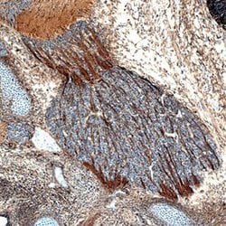 Invitrogen PLXNB2 Monoclonal Antibody (772417) 100 &mu;g | Buy Online | Invitrogen&trade; | Fisher Scientific