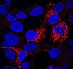 FZD7 Monoclonal Antibody (151143), Invitrogen 50 &mu;g; Unconjugated:Antibodies,