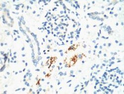 Invitrogen KIF7 Monoclonal Antibody (3F8) 100 &mu;L; Unconjugated:Antibodies,