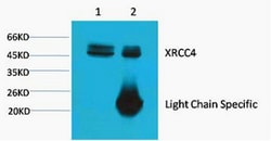 Invitrogen XRCC4 Monoclonal Antibody (5C10) 100 &mu;L; Unconjugated:Antibodies,