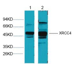 Invitrogen XRCC4 Monoclonal Antibody (5C10) 100 &mu;L; Unconjugated:Antibodies,