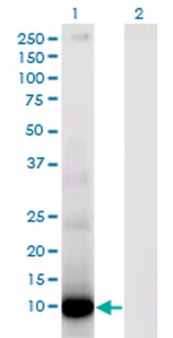 Invitrogen DEF6 Monoclonal Antibody (2D2) 100 &mu;g; Unconjugated:Antibodies,