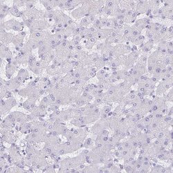 Invitrogen Aquaporin 4 Monoclonal Antibody (CL0178) 100 &mu;L; Unconjugated:Antibodies,