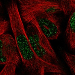 Invitrogen SIX1 Monoclonal Antibody (CL0185) 100 &mu;L; Unconjugated:Antibodies,