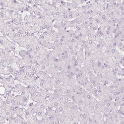 Invitrogen SIX1 Monoclonal Antibody (CL0185) 100 &mu;L; Unconjugated:Antibodies,