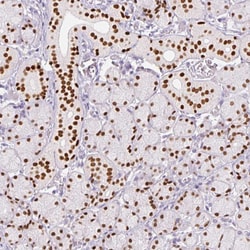 Invitrogen SIX1 Monoclonal Antibody (CL0185) 100 &mu;L; Unconjugated:Antibodies,