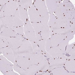 Invitrogen SIX1 Monoclonal Antibody (CL0185) 100 &mu;L; Unconjugated:Antibodies,