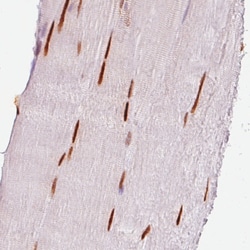 Invitrogen SIX1 Monoclonal Antibody (CL0185) 100 &mu;L; Unconjugated:Antibodies,