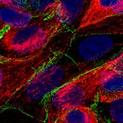 VANGL1 Monoclonal Antibody (CL0241), Invitrogen 100 &mu;L; Unconjugated:Antibodies,