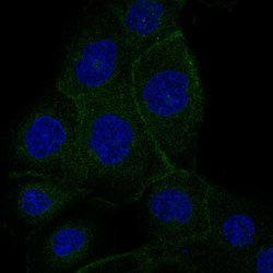 VANGL1 Monoclonal Antibody (CL0241), Invitrogen 100 &mu;L; Unconjugated:Antibodies,