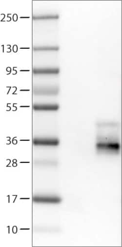 Invitrogen TSPAN7 Monoclonal Antibody (CL0262) 100 &mu;L; Unconjugated:Antibodies,