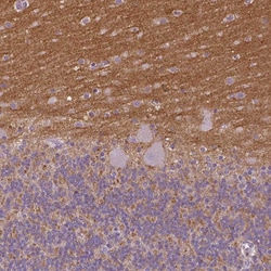 Invitrogen TSPAN7 Monoclonal Antibody (CL0265) 100 &mu;L; Unconjugated:Antibodies,