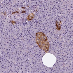 Invitrogen TSPAN7 Monoclonal Antibody (CL0265) 100 &mu;L; Unconjugated:Antibodies,