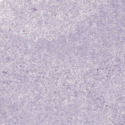 Invitrogen ACSL5 Monoclonal Antibody (CL0275) 100 &mu;L; Unconjugated:Antibodies,