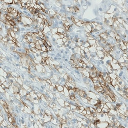 Invitrogen Carbonic Anhydrase XII Monoclonal Antibody (CL0278) 100 &mu;L;