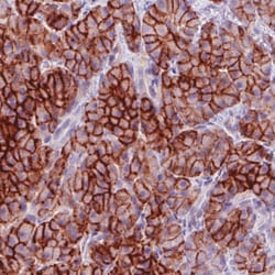 Invitrogen Carbonic Anhydrase XII Monoclonal Antibody (CL0280) 100 &mu;L;