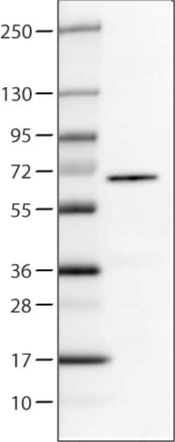 Invitrogen P4HA2 Monoclonal Antibody (CL0351) 100 &mu;L; Unconjugated:Antibodies,