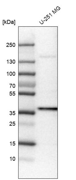 Invitrogen USP46 Monoclonal Antibody (CL0364) 100 &mu;L; Unconjugated:Antibodies,