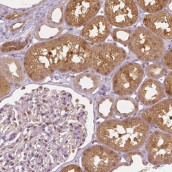 Invitrogen NAPRT1 Monoclonal Antibody (CL0366) 100 &mu;L; Unconjugated:Antibodies,