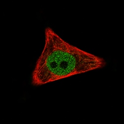 Invitrogen WWTR1 Monoclonal Antibody (CL0370) 100 &mu;L; Unconjugated:Antibodies,