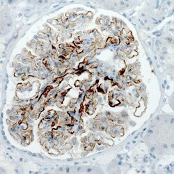 Invitrogen PLA2R1 Monoclonal Antibody (CL0485) 100 &mu;L; Unconjugated:Antibodies,