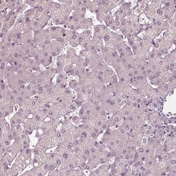 Invitrogen PLA2R1 Monoclonal Antibody (CL0485) 100 &mu;L; Unconjugated:Antibodies,