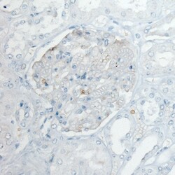 Invitrogen PLA2R1 Monoclonal Antibody (CL0485) 100 &mu;L; Unconjugated:Antibodies,