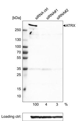 Invitrogen ATRX Monoclonal Antibody (CL0537) 100 &mu;L; Unconjugated:Antibodies,