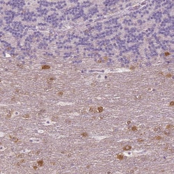 Invitrogen NECAB1 Monoclonal Antibody (CL0580) 100 &mu;L; Unconjugated:Antibodies,