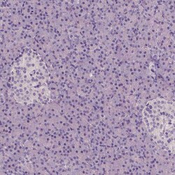 Invitrogen NECAB1 Monoclonal Antibody (CL0580) 100 &mu;L; Unconjugated:Antibodies,