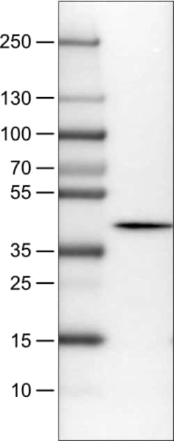 Invitrogen NECAB1 Monoclonal Antibody (CL0580) 100 &mu;L; Unconjugated:Antibodies,