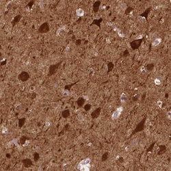Invitrogen NECAB1 Monoclonal Antibody (CL0576) 100 &mu;L; Unconjugated:Antibodies,