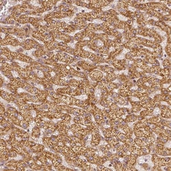 Invitrogen PGAM5 Monoclonal Antibody (CL0624) 100 &mu;L; Unconjugated:Antibodies,