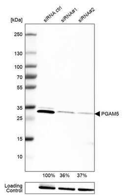 Invitrogen PGAM5 Monoclonal Antibody (CL0624) 100 &mu;L; Unconjugated:Antibodies,