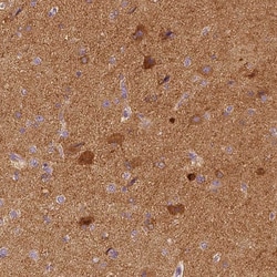 Invitrogen NECAB2 Monoclonal Antibody (CL0524) 100 &mu;L | Buy Online | Invitrogen&trade; | Fisher Scientific