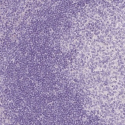 Invitrogen NECAB2 Monoclonal Antibody (CL0524) 100 &mu;L | Buy Online | Invitrogen&trade; | Fisher Scientific