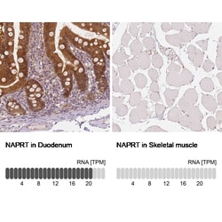 Invitrogen NAPRT1 Monoclonal Antibody (CL0665) 100 &mu;L | Buy Online | Invitrogen&trade; | Fisher Scientific