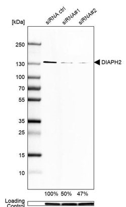 Invitrogen DIAPH2 Monoclonal Antibody (CL1113) 100 &mu;L; Unconjugated:Antibodies,