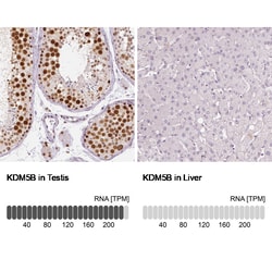 Invitrogen KDM5B Monoclonal Antibody (CL1129) 100 &mu;L; Unconjugated:Antibodies,