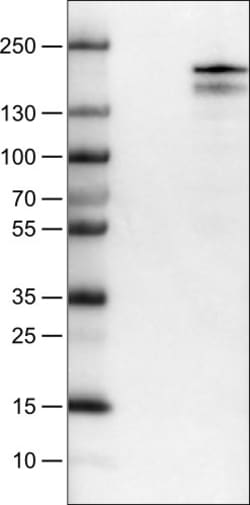 Invitrogen KDM5B Monoclonal Antibody (CL1129) 100 &mu;L; Unconjugated:Antibodies,