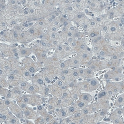 Invitrogen ALP Monoclonal Antibody (CL1679) 100 &mu;L; Unconjugated:Anticuerpos