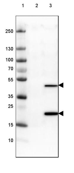 Invitrogen ALP Monoclonal Antibody (CL1679) 100 &mu;L; Unconjugated:Anticuerpos