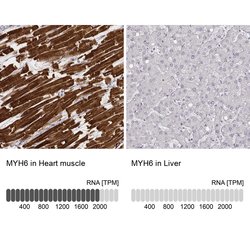 Invitrogen MYH6 Monoclonal Antibody (CL2162) 100 &mu;L; Unconjugated:Antibodies,